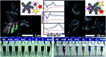 Graphical abstract: Hierarchically branched silver nanostructures (HBAgNSs) as surface plasmon regulating platforms for multiplexed colorimetric DNA detection