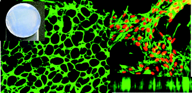 Graphical abstract: Cell-compatible hydrogels based on a multifunctional crosslinker with tunable stiffness for tissue engineering