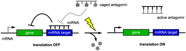 Graphical abstract: Spatiotemporal control of microRNA function using light-activated antagomirs