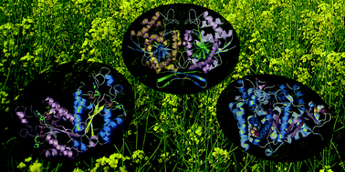 Graphical abstract: Structural biology of plant sulfur metabolism: From assimilation to biosynthesis
