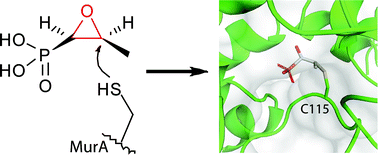 Graphical abstract: Electrophilic natural products and their biological targets
