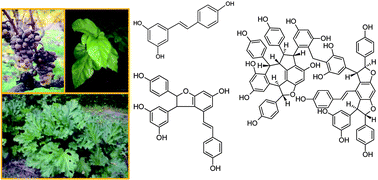 Graphical abstract: Natural stilbenoids: distribution in the plant kingdom and chemotaxonomic interest in Vitaceae