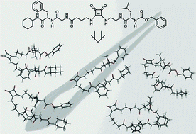 Graphical abstract: Synthesis and conformational studies of peptido-squaramide foldable modules: a new class of turn-mimetic compounds