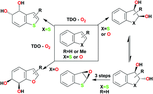 Graphical abstract: Toluene dioxygenase-catalyzed cis-dihydroxylation of benzo[b]thiophenes and benzo[b]furans: synthesis of benzo[b]thiophene 2,3-oxide