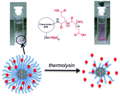Graphical abstract: Star polypeptides by NCA polymerisation from dendritic initiators: synthesis and enzyme controlled payload release