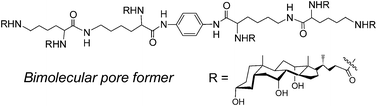 Graphical abstract: A fine line between unimolecular and bimolecular pores formed from poly(choloyl) conjugates with a rigid core