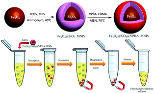 Graphical abstract: One-pot synthesis of phenylboronic acid-functionalized core-shell magnetic nanoparticles for selective enrichment of glycoproteins