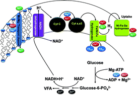 Graphical abstract: Regulatory function of divalent cations in controlling the acidogenic biohydrogen production process