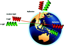 Graphical abstract: Chiral optofluidics: gigantic circularly polarized light enhancement of all-trans-poly(9,9-di-n-octylfluorene-2,7-vinylene) during mirror-symmetry-breaking aggregation by optically tuning fluidic media