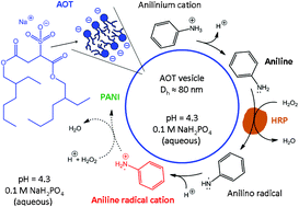 Graphical abstract: Mechanistic aspects of the horseradish peroxidase-catalysed polymerisation of aniline in the presence of AOT vesicles as templates