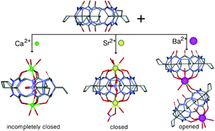 Graphical abstract: Ionic radius-dependent self-assembly of closed/opened molecular capsules based on pentacyclopentanocucurbit[5]uril
