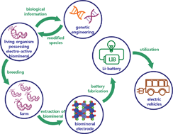 Graphical abstract: Energy storage in in vivo synthesizable biominerals
