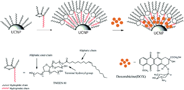 Graphical abstract: TWEEN coated NaYF4:Yb,Er/NaYF4 core/shell upconversion nanoparticles for bioimaging and drug delivery