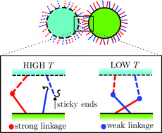 Graphical abstract: Controlling the temperature sensitivity of DNA-mediated colloidal interactions through competing linkages