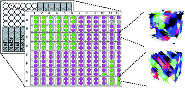 Graphical abstract: High-throughput analysis of the structural evolution of the monoolein cubic phase in situ under crystallogenesis conditions
