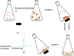 Graphical abstract: Off-line hyphenation of molecularly imprinted magnetic nanoparticle-based extraction with large volume sample stacking capillary electrophoresis for high-sensitivity detection of trace chloro-phenols