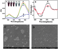 Graphical abstract: Label-free colorimetric assay for DNA methylation based on unmodified Au nanorods as a signal sensing probe coupled with enzyme-linkage reactions