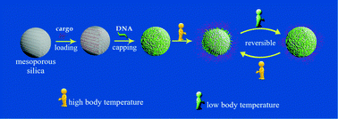 Graphical abstract: Temperature-responsive DNA-gated nanocarriers for intracellular controlled release