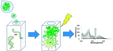 Graphical abstract: Harnessing G-tetrad scaffolds within G-quadruplex forming aptamers for fluorescence detection strategies