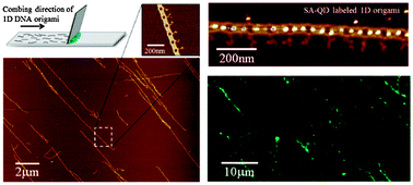 Graphical abstract: Rapid, high yield, directed addition of quantum dots onto surface bound linear DNA origami arrays
