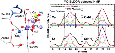 Graphical abstract: Structure, ligands and substrate coordination of the oxygen-evolving complex of photosystem II in the S2 state: a combined EPR and DFT study