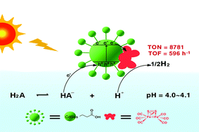 Graphical abstract: Interface-directed assembly of a simple precursor of [FeFe]–H2ase mimics on CdSe QDs for photosynthetic hydrogen evolution in water