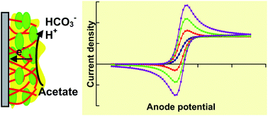 Graphical abstract: A theoretical model of transient cyclic voltammetry for electroactive biofilms