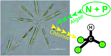 Graphical abstract: Assessing trichloromethane formation and control in algal-stimulated waters amended with nitrogen and phosphorus