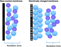 Graphical abstract: Electrochemical mineral scale prevention and removal on electrically conducting carbon nanotube – polyamide reverse osmosis membranes