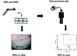 Graphical abstract: N-3 PUFA increase bioavailability and function of endothelial progenitor cells