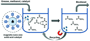 Graphical abstract: Phosphotungstic acid-functionalized magnetic nanoparticles as an efficient and recyclable catalyst for the one-pot production of biodiesel from grease via esterification and transesterification