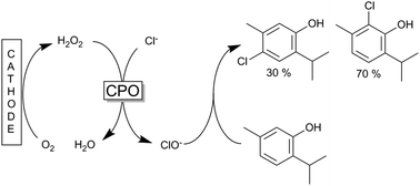 Graphical abstract: Enzymatic halogenation of the phenolic monoterpenes thymol and carvacrol with chloroperoxidase