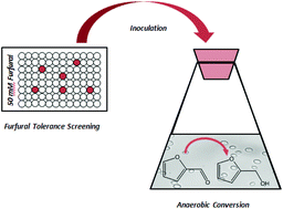 Graphical abstract: Integrated biorefinery model based on production of furans using open-ended high yield processes