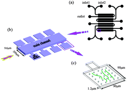 Graphical abstract: Studies of the drug resistance response of sensitive and drug-resistant strains in a microfluidic system