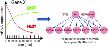 Graphical abstract: Essential O2-responsive genes of Pseudomonas aeruginosa and their network revealed by integrating dynamic data from inverted conditions