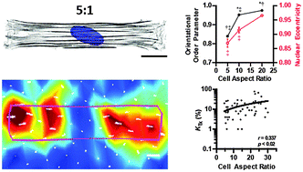 Graphical abstract: The contractile strength of vascular smooth muscle myocytes is shape dependent