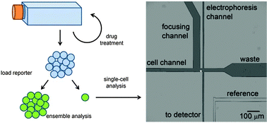 Graphical abstract: Response of single leukemic cells to peptidase inhibitor therapy across time and dose using a microfluidic device