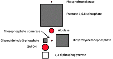 Graphical abstract: Large-scale metabolome analysis and quantitative integration with genomics and proteomics data in Mycoplasma pneumoniae