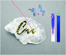 Graphical abstract: Investigating the response of cuproproteins from oysters (Crassostrea gigas) after waterborne copper exposure by metallomic and proteomic approaches