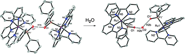Graphical abstract: Evidence of the unprecedented conversion of intermolecular proton to water bridging of two phosphoryl ruthenium complexes