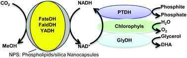 Graphical abstract: Reduction of CO2 to methanol by a polyenzymatic system encapsulated in phospholipids–silica nanocapsules
