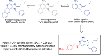 Graphical abstract: Structure–activity relationships in Toll-like receptor 7 agonistic 1H-imidazo[4,5-c]pyridines