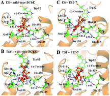 Graphical abstract: Substrate selectivity of high-activity mutants of human butyrylcholinesterase