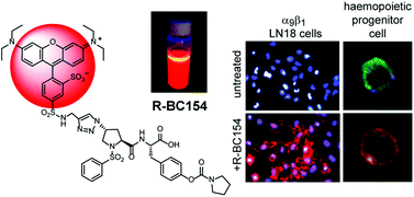 Graphical abstract: Design, synthesis and binding properties of a fluorescent α9β1/α4β1 integrin antagonist and its application as an in vivo probe for bone marrow haemopoietic stem cells