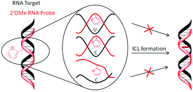 Graphical abstract: A mildly inducible and selective cross-link methodology for RNA duplexes