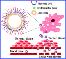 Graphical abstract: Pluronic L61 as a long-circulating modifier for enhanced liposomal delivery of cancer drugs