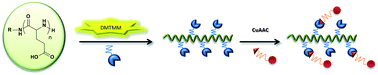 Graphical abstract: A versatile post-polymerization modification method for polyglutamic acid: synthesis of orthogonal reactive polyglutamates and their use in “click chemistry”