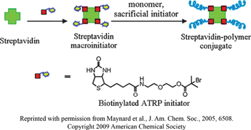 Graphical abstract: Growing polymers from peptides and proteins: a biomedical perspective
