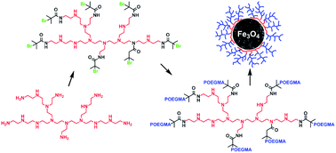 Graphical abstract: The polymerisation of oligo(ethylene glycol methyl ether) methacrylate from a multifunctional poly(ethylene imine) derived amide: a stabiliser for the synthesis and dispersion of magnetite nanoparticles