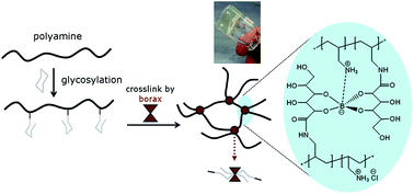 Graphical abstract: One-pot synthesis and gelation by borax of glycopolymers in water